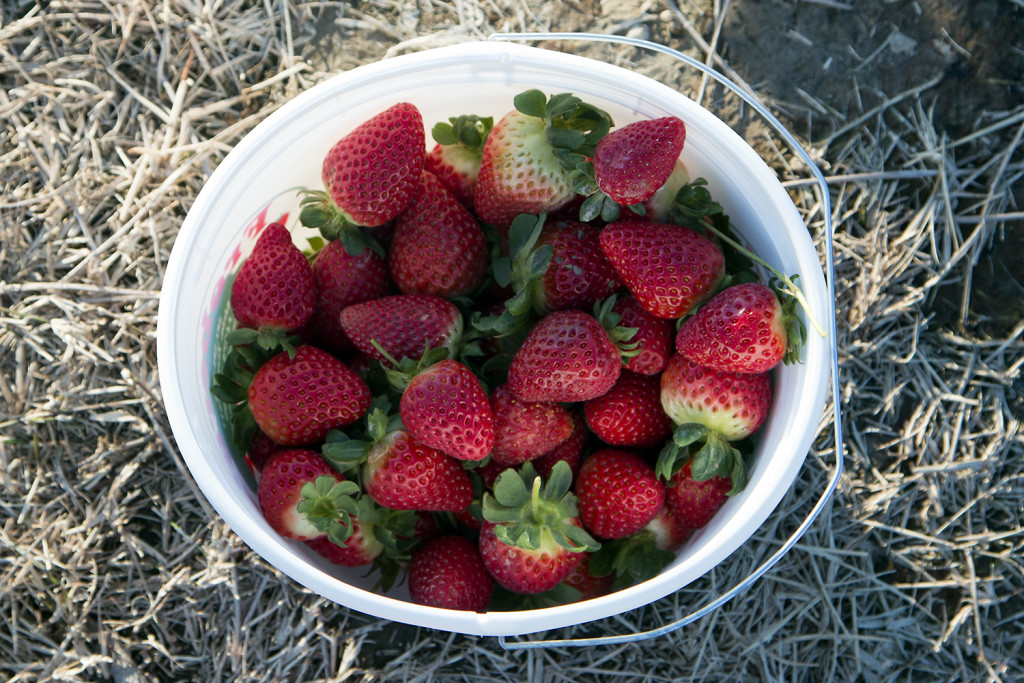 strawberries08